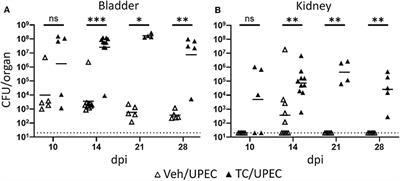 Androgen-Influenced Polarization of Activin A-Producing Macrophages Accompanies Post-pyelonephritic Renal Scarring